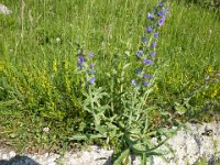 9 Echium vulgare - viperina azzurra Boraginaceae 1